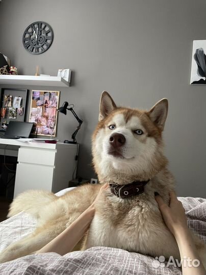 Хаски для вязки