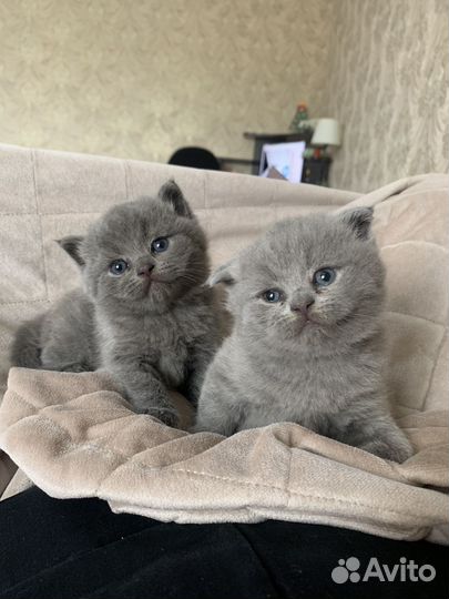 Британские котята