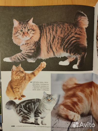 Бол.книга о кошках и собаках. 1001 фото