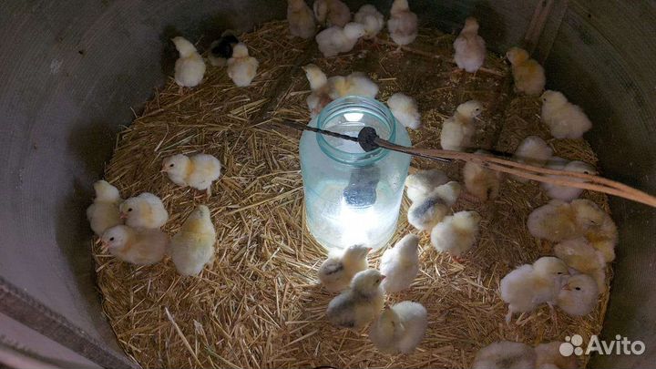 Цыплята домашних кур