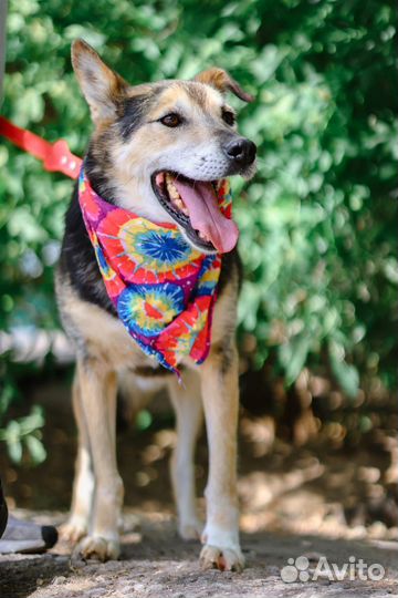 Собака в добрые руки