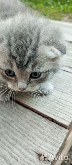 Продажа котят