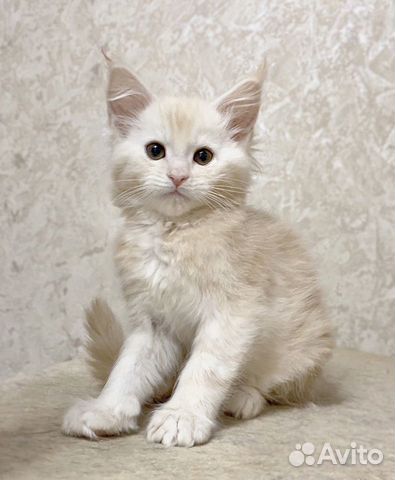 Мейн-кун котёнок-кот крем серебро объявление продам