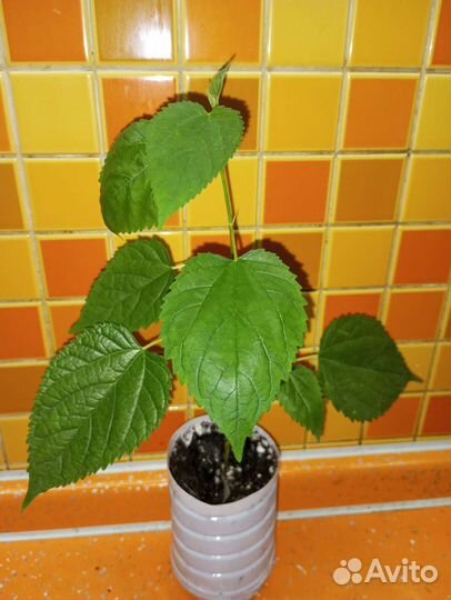 Комнатные растения 3