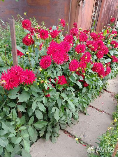 Клубни георгинов 6 сортов многолетники