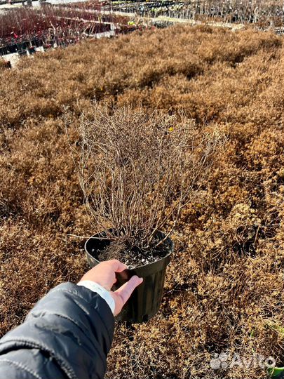 Перегной навоза готовый,чернозем садовый доставлю