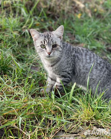 Отдам в добрые руки