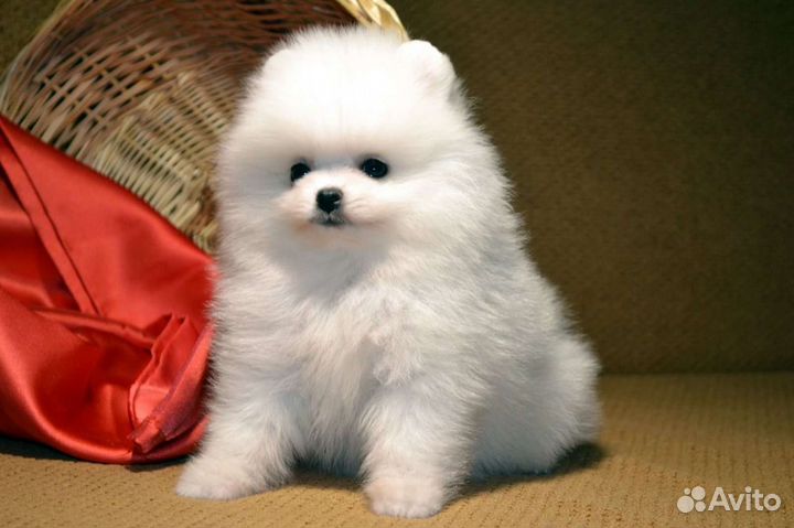 Маленькая мини мишка