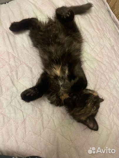 Черепаховый котенок