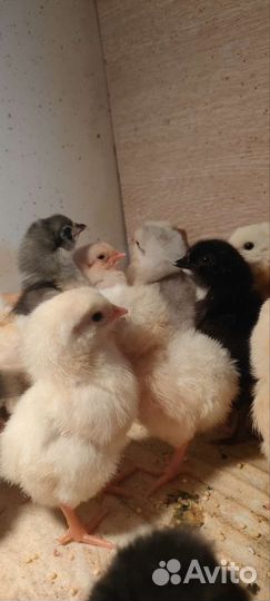 Цыплята суточные несушки