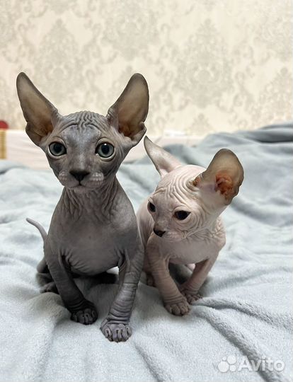 Канадский сфинкс