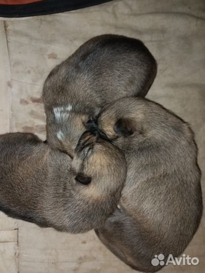 Щенки