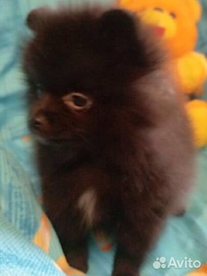 Померанский шпиц