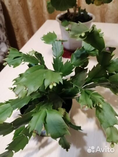 Комнатные цветы