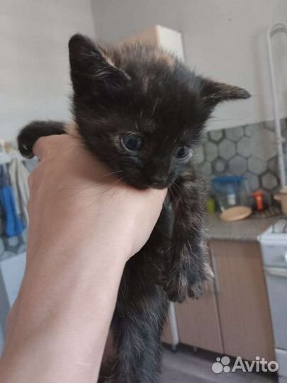 Кошки в добрые руки бесплатно