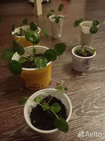 Пилея пеперомиевидная