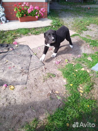 Собака алабай