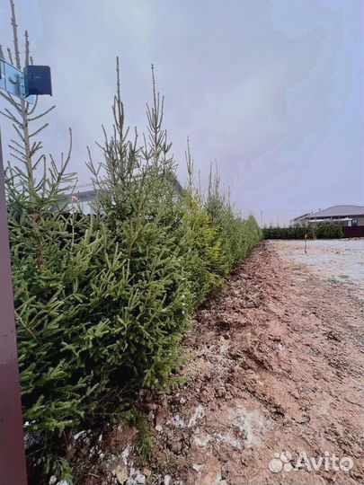 Ель из питомника 5.65 М