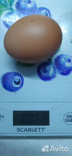 Домашние куриные яйца с доставкой надом