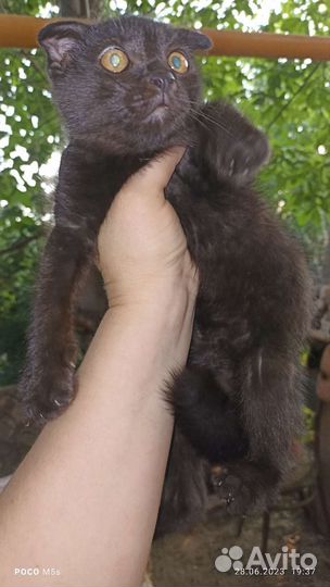 Кошка в дар бесплатно