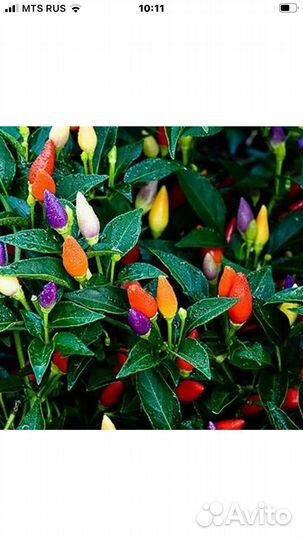 Острый комнатный перчик