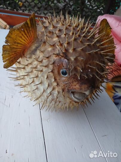 Рыба-шар, Коралл балянус