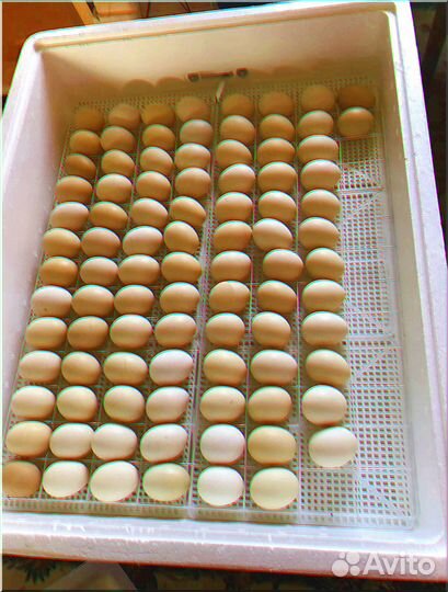 Инкубатор для яиц