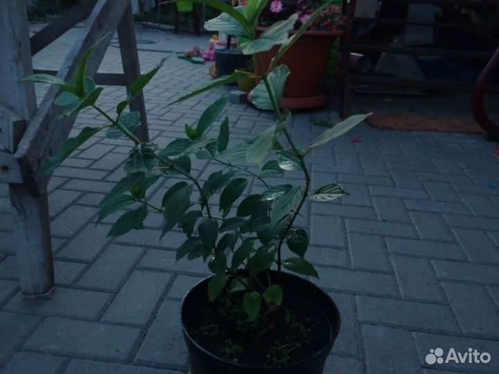 Гортензия метельчатая