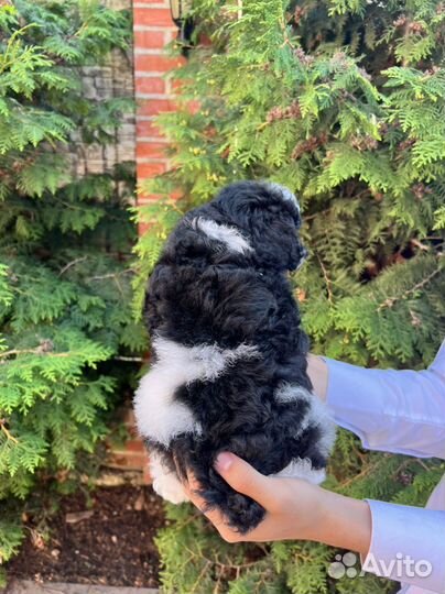 Пудель арлекин РКФ