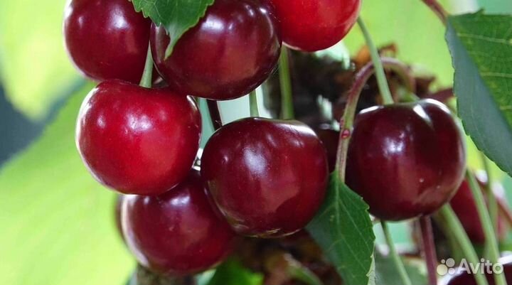 Саженцы вишни Владимирская