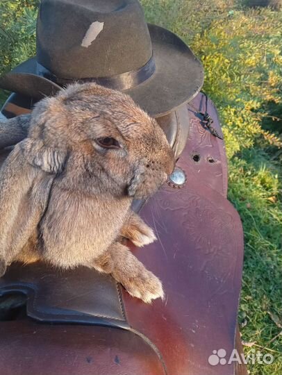 Вестерн седло