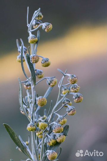 Зелень для засолки. Лечебные травы. Травяной сбор