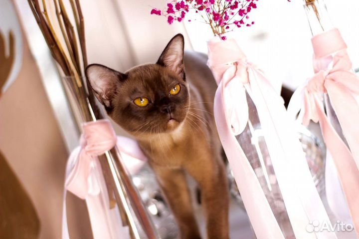 Бурманские котята