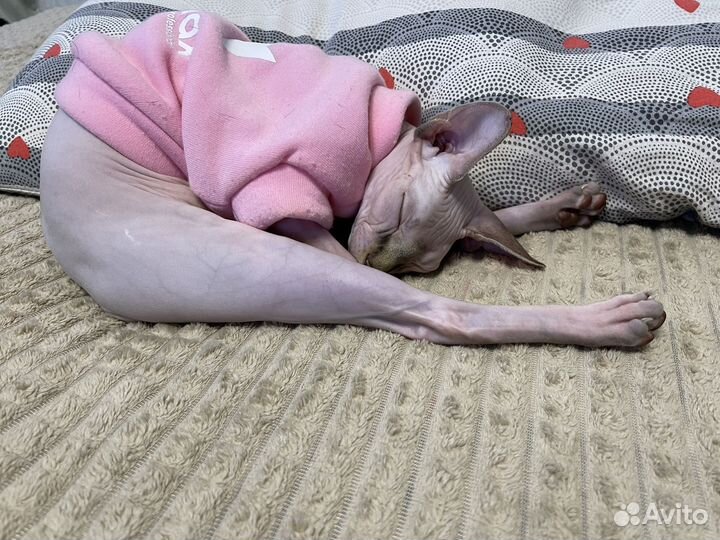 Кошки донской сфинкс