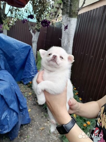 Щенки чихуахуа