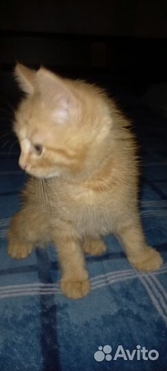 Кошки в добрые руки бесплатно