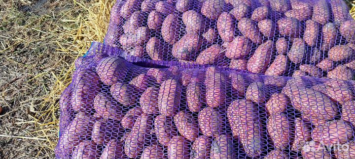 Картофель крупный продовольственный