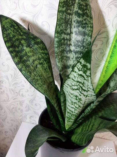 Щучий хвост