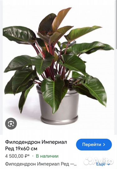 Филодендрон Империал ред