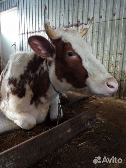 Телка айширская 1,8 месяцев