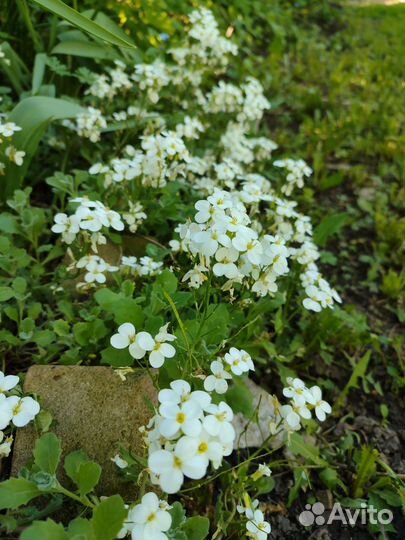 Многолетники для сада