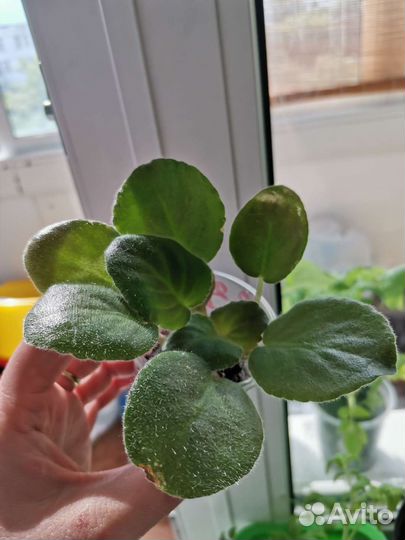 Фиалка детки