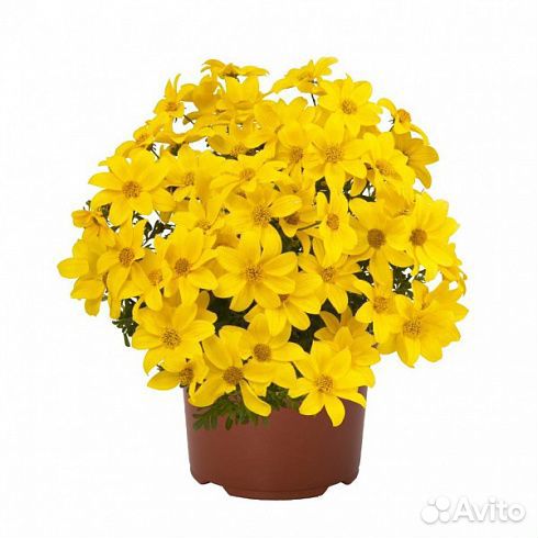 Биденс в ассортименте