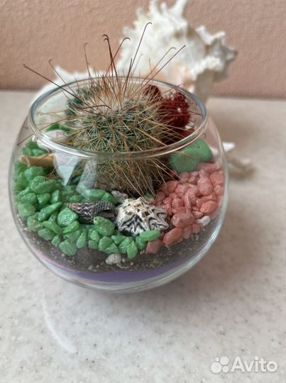 Флорариум с кактусом