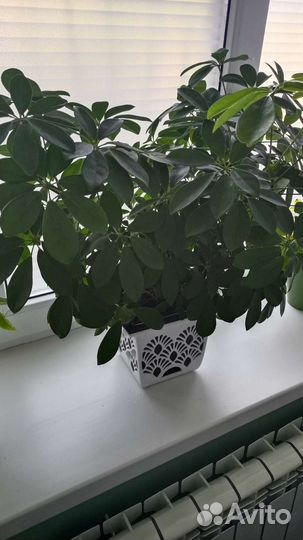 Комнатные цветы