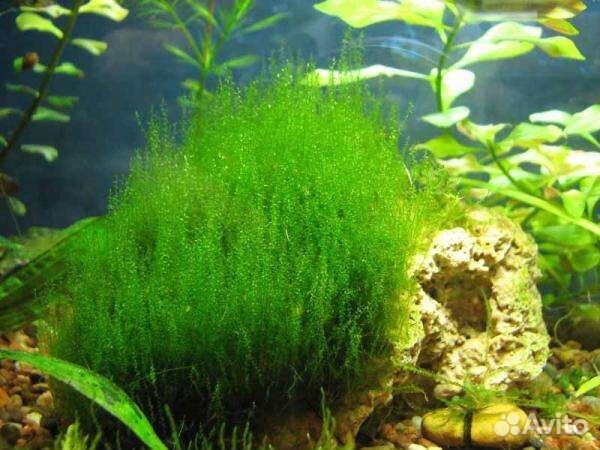 Аквариумные растения
