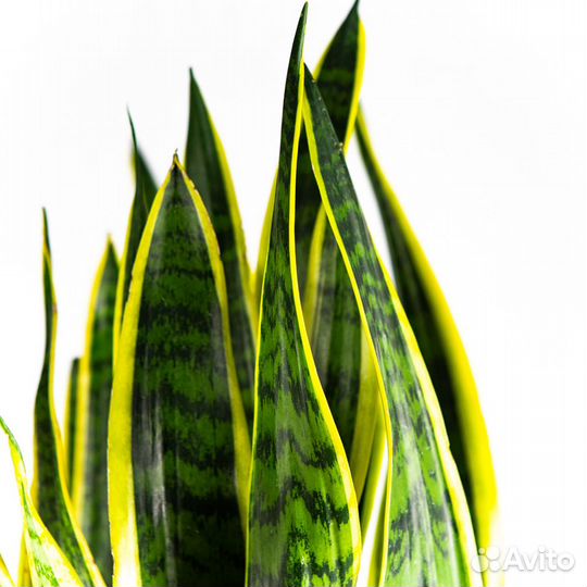 Сансевиерия трёхполосная Sansevieria laurentii 95