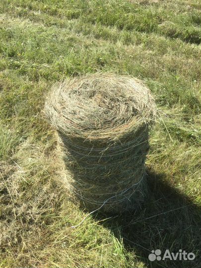 Продам сено