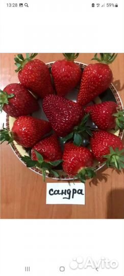 Саженцы клубники крупноплодной и ремонтантной