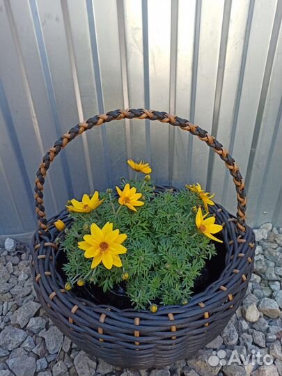 Кашпо и корзины из ротанга